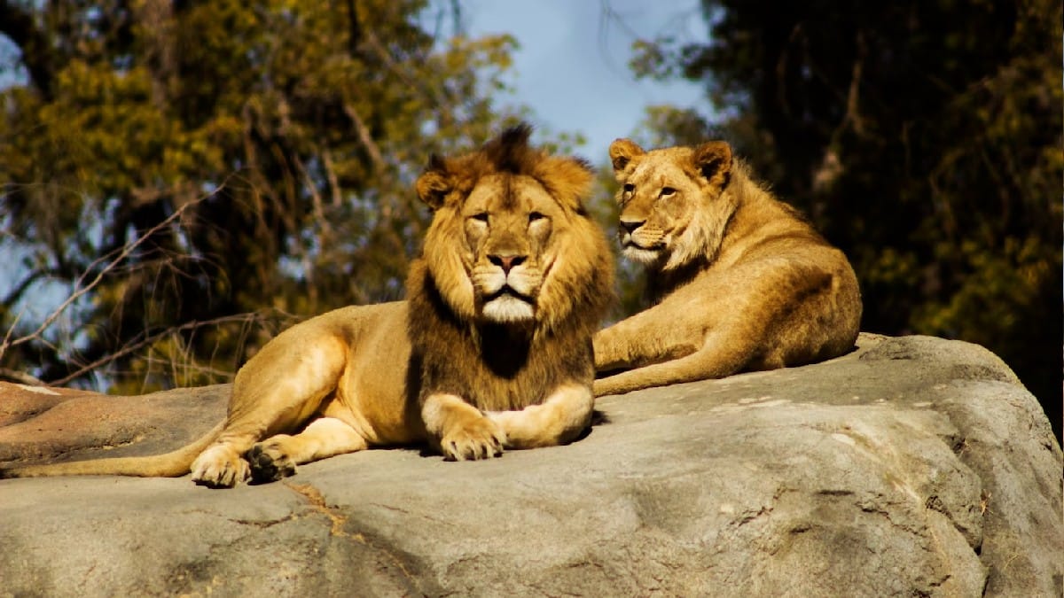 Lion Safari is about to start in Siliguri 