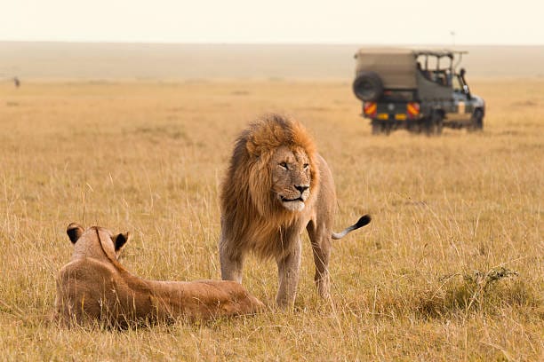 Now you can go to Masai Mara without a visa 