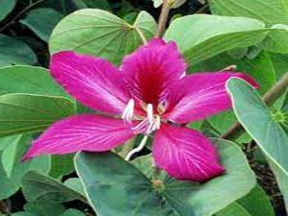 2712359 kachnar