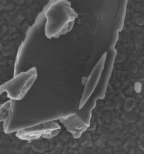 Magentofossils found in the Bay of Bengal 