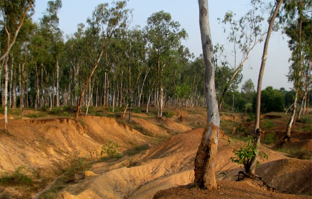 khoai top