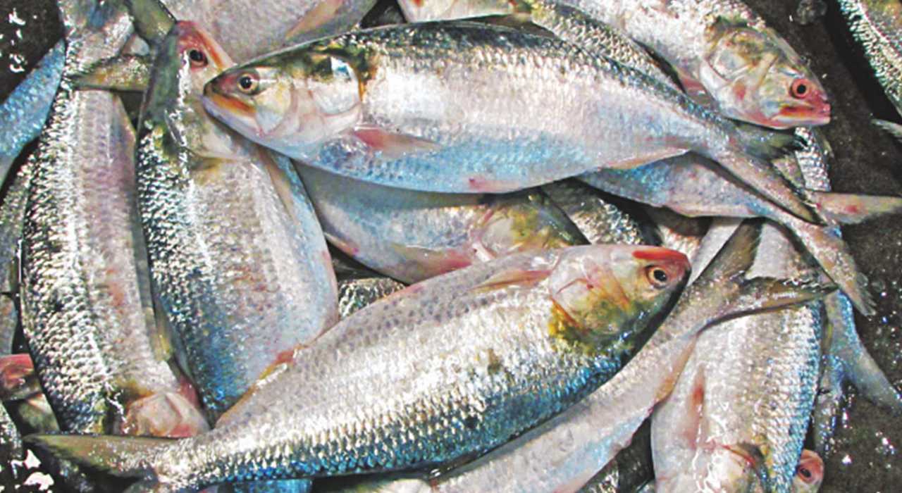 Bangladesh-Ilish present condition update 