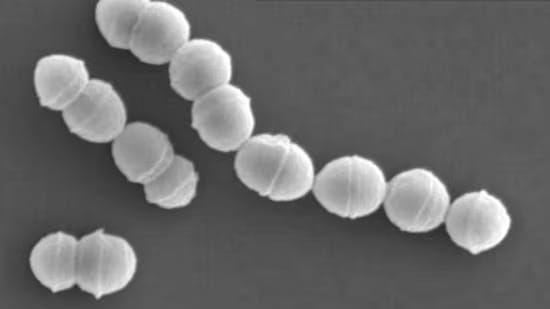 Flesh eating bacteria is causing great danger.