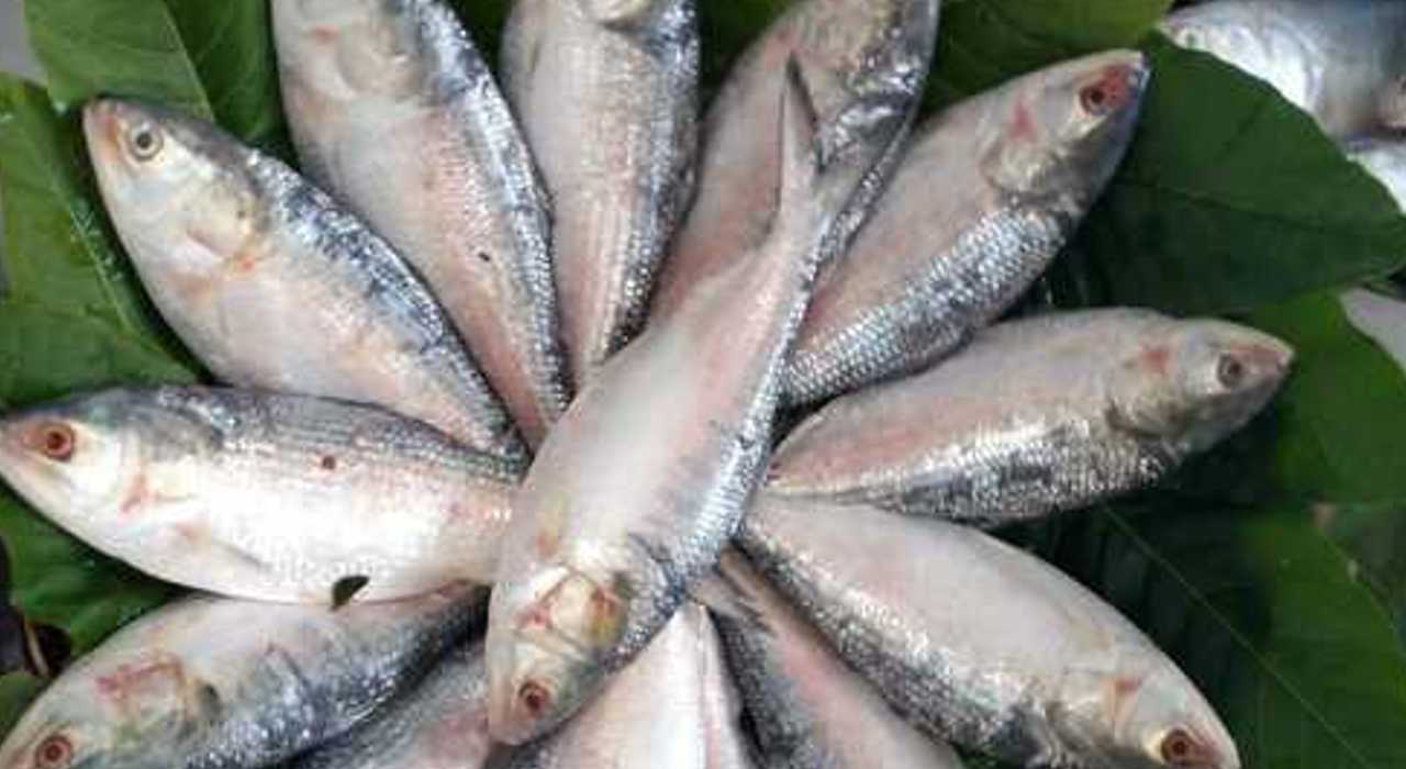 India-Bangladesh ilish import update.