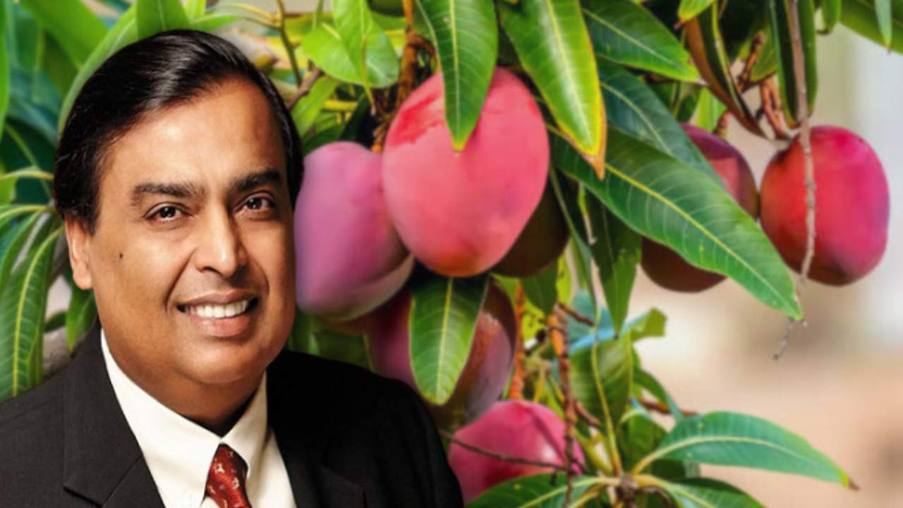 Mukesh Ambani is making huge profits by growing mangoes.