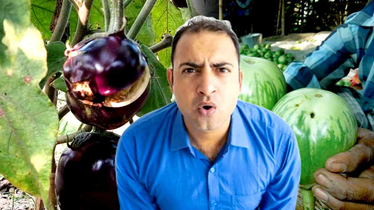  Insects in Brinjal