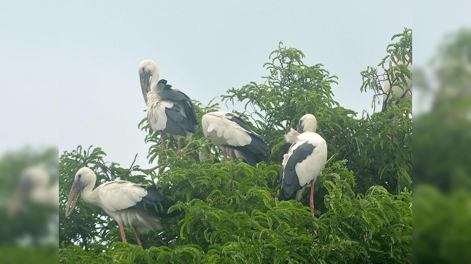 Jhargram 