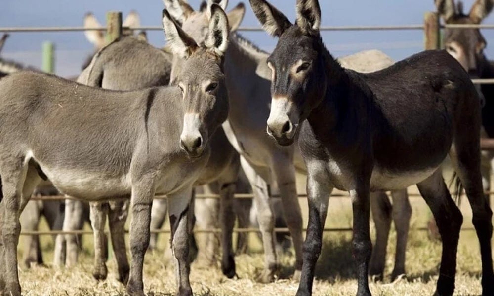 Pakistan completed preparations to sell donkeys to China.