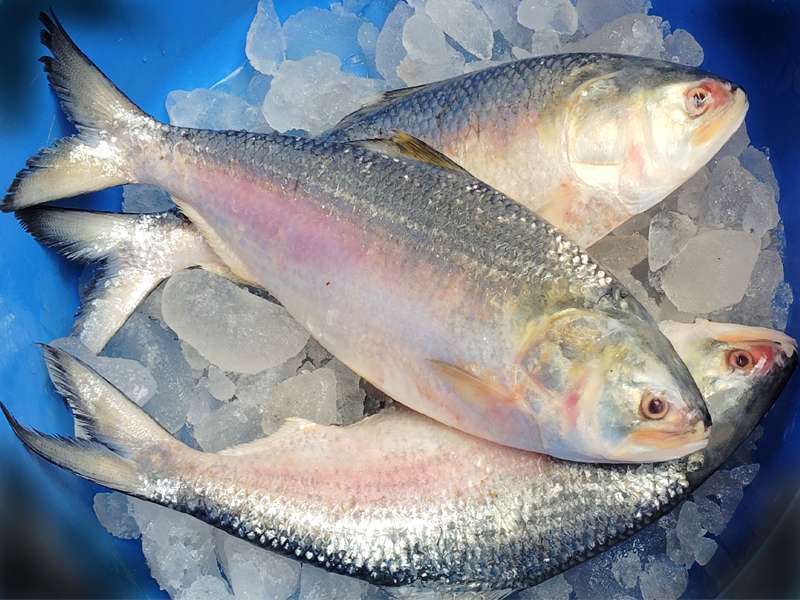 Bangladesh export hilsa in India.