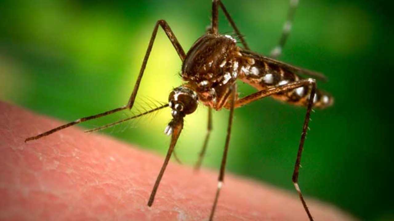 Dengue
