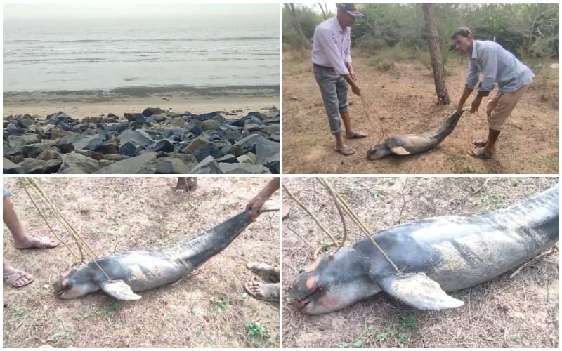 Digha tourist are panicked for this reason