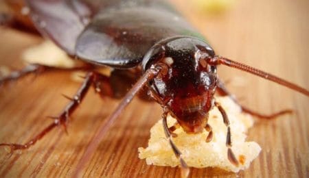 Benefits of Cockroach Milk