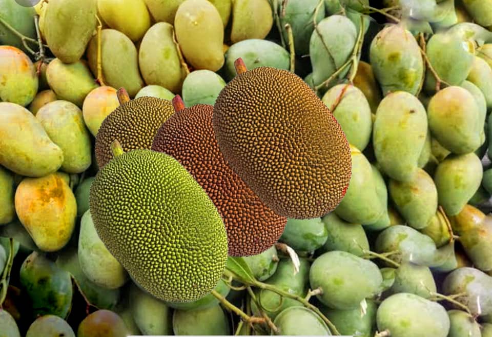 These fruits will be helpful Bangladesh economy