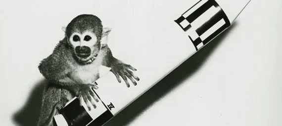 Various animals went in space