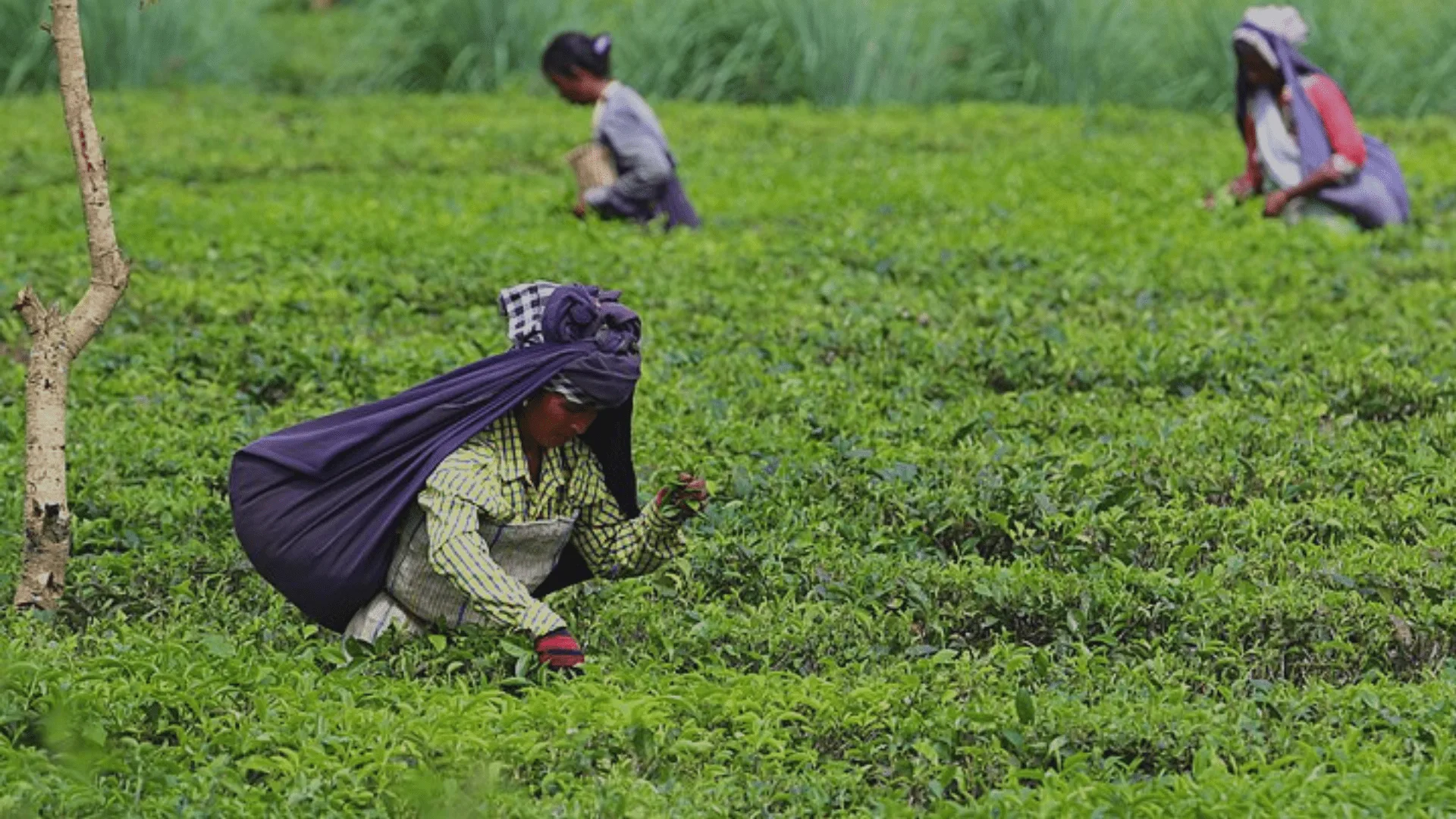 India came up to second position with tea but how
