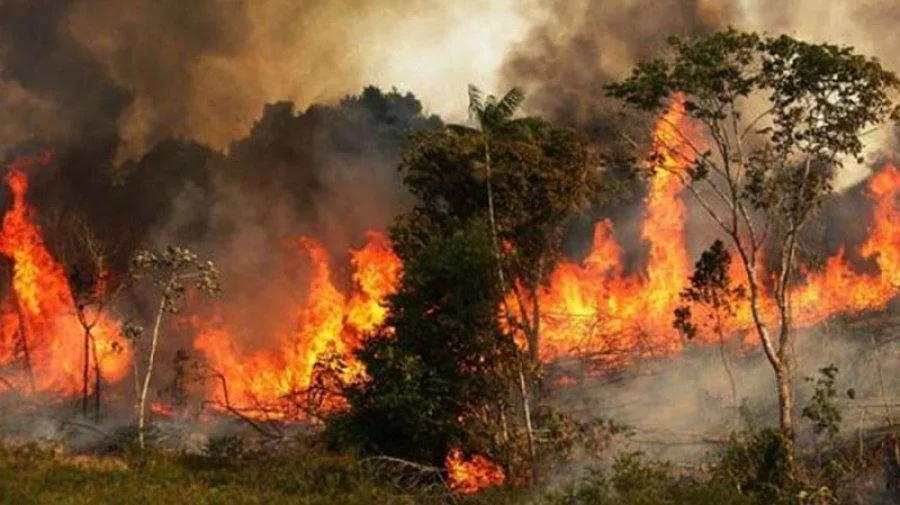 Fire broke out in Bangladesh sundarban.